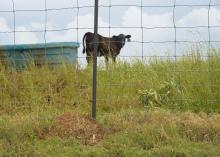 Fire ant mounds are common along fence lines where they are protected from grass-cutting equipment and other traffic, such as this mound in an Oktibbeha County, Mississippi, pasture on May 11, 2015. (Photo by MSU Ag Communications/Kevin Hudson)