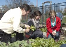 Mississippi State University professor David Nagel, left, oversees vegetable production students Bailey Martin and Anna Laurin Harrison as they harvest a fall crop in planters that grow edible landscapes outside a campus building. (File photo by MSU College of Forest Resources/Karen Brasher)