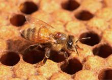 Varroa mites -- such as this one attached to a honeybee -- transmit viruses, weaken bee health and factor prominently in the decline of bee populations. (Photo by USDA-ARS/Steve Ausmus)