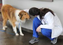 Dr. Dena Lodato, a board-certified veterinary surgeon with the Mississippi State University College of Veterinary Medicine Animal Emergency and Referral Clinic in Flowood, greets Lad, a local patient that recovered from serious injuries he suffered when a train hit him. (Submitted photo)