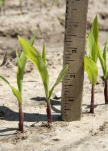 Frequent rains pushed both corn planting and corn emergence behind schedule in Mississippi. This corn was photographed April 21, 2015, in Starkville at Mississippi State University. (Photo by MSU Ag Communications/Kat Lawrence)