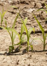 Despite insect challenges last year, grain sorghum acreage in Mississippi is expected to hold steady. This young sorghum was photographed in the Mississippi Delta April 30, 2015. (Photo by MSU Ag Communications/Kat Lawrence)