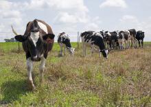 Holstein cows graze at the Joe Bearden Dairy Research Center in Sessums, Mississippi, on June 11, 2015. Increased production and international competition are bringing down milk prices for dairy producers across the state. (Photo by MSU Ag Communications/Kat Lawrence)