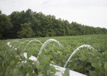 Irrigated soybean fields have an advantage over soybean crops grown on dry land during summers when temperatures are above average. (Photo by Kat Lawrence/MSU Ag Communications)