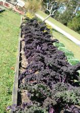 Redbor kale are long-lived plants. Their frilly leaves are a solid purple-red that intensifies as the temperatures get colder during the winter. (Photo by MSU Extension Service/Gary Bachman)
