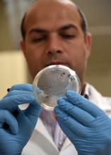 Dr. Hossam Abdelhamed, a postdoctoral fellow at the Mississippi State University College of Veterinary Medicine, examines an agar plate with bacterial colonies of listeria. A group of researchers at the college, including Abdelhamed, developed a faster, more efficient method of performing genetic studies of listeria, which will help scientists worldwide find ways to better control the pathogen and treat those who become ill. (Photo by MSU College of Veterinary Medicine/Tom Thompson)