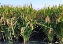 A Thad rice paddy is pictured at the Delta Research and Extension Center in Stoneville, Mississippi, on September 17, 2014. (Photo by MSU Delta Research and Extension Center/Ed Redoña)
