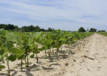 soybean field