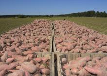 crates of sweet potatoes