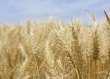 wheat field