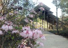 This Rhododendron canescens, commonly known as pink honeysuckle azalea, grows along the trail leading to the Pinecote Pavilion at the Crosby Arboretum in Picayune. It is one of the hundreds of plant species growing at the public garden which recently received the Garden Excellence Award from the American Public Gardens Association. (Photo by MSU Extension Service/Pat Drackett)