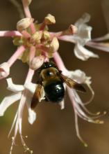 A bee feeds on the nectar of the Rhododendron canescens, commonly called pink native azalea, at the Mississippi State University Crosby Arboretum in Picayune, Mississippi. A two-part program will focus on attracting and feeding pollinators with native plants May 21 at the arboretum. (Photo by MSU Extension Service/Pat Drackett)