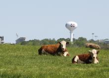 Two Hereford cattle relax in the sunshine in Mississippi State University pastures located south of the main campus in the Henry H. Leveck Animal Research Center. Specialists with the MSU Extension Service and researchers with the Mississippi Agricultural and Forestry Experiment Station will host a field day at the MSU Beef Unit on May 21. (MSU Extension Service file photo)