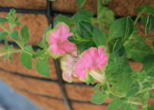 Supertunias are big, bold and free-flowering plants ideal for summer blooms. They come in a variety of colors, including this Picasso in Pink Supertunia. (Photo by MSU Extension/Gary Bachman)