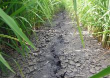 Alternating wet and dry rice production systems allow rice fields to dry to several inches below the surface before adding more water. Research shows such fields maintain yields while cutting water use dramatically. (Photo by MSU Extension Service/Lee Atwill)