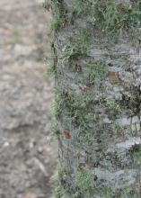 Lichens are harmless, opportunistic organisms that grow on hard outdoor surfaces, such as wooden fences, rocks and tree bark. A healthy plant has a canopy that discourages lichen growth. (Photo by MSU Extension Service/Gary Bachman)