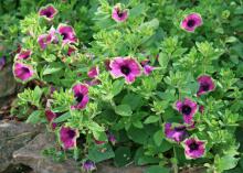 The lime-green flower edges of the supertunia Pretty Much Picasso blend into the foliage, making it difficult to see where the flower ends and the foliage begins. (Photo by MSU Extension Service/Gary Bachman)