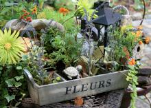 Repurposed items such as this wine crate can make the basis of a fun and creative combination container planting. (Photo by MSU Extension Service/Gary Bachman)