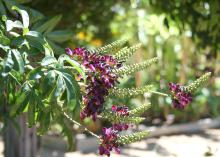 Wisteria vines are often seen with purple or white flowers, but selections in other colors, such as this Millettia Reticulata, are available in the nursery trade. (Photo by MSU Extension Service/Gary Bachman)