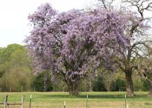 Wisteria is a climbing vine that is very hardy and extremely long-lived. Its landscape value is enhanced in the spring by the pendulous flowers it produces. (Photo by MSU Extension Service/Gary Bachman)