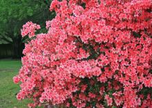 Prune spring-flowering plants such as azaleas immediately after bloom. Flower buds on these plants form the previous year, so pruning late in the year removes next year's flowers. (Photo by MSU Extension Service/Gary Bachman)