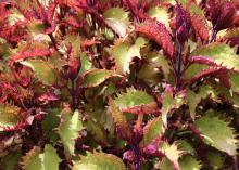 Sun coleus has moved from an obscure shade plant to a popular full sun plant that thrives in Mississippi summers. Plant breeders have developed rich and highly variegated sun coleus selections. (Photo by MSU Extension Service/Gary Bachman)