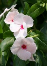 Apricot Cora vinca blooms stand out against the background of dark-green foliage. (Photo by MSU Extension Service/Gary Bachman)