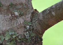 Trim branches at the branch collar, which is a slightly raised area around the point where the branch is connected to the tree trunk. The tree will heal better if the branch is removed at this point rather than flush with the trunk (Photo by MSU Extension Service/Gary Bachman)