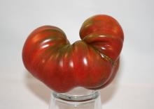 Heirloom tomatoes, such as this Black Sea variety, are generally lumpy and bumpy, and they split and crack easily, but their reward is in increased taste and flavor. (Photo by MSU Extension/Gary Bachman)