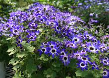 The vibrant colors of this Pericallis senetti add punch to the blah landscapes of late winter before most spring-flowering plants have begun to bloom. (Photo by MSU Extension/Gary Bachman)