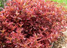 Although the plants can tolerate shady conditions, the brilliant colors of Alternanthera, such as this Brazilian Red Hot, intensify as temperatures increase. (Photo by MSU Extension/Gary Bachman)