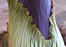 The bloom of the Titan arum is an inflorescence, a collection of many individual flowers. This inflorescence is composed of a petal-like structure called a spathe that has a ruffled edge. The spathe surrounds a fleshy central spike called a spadix. Male and female flowers are produced in rings at the base of the spadix. (Photo by MSU Extension/Gary Bachman)