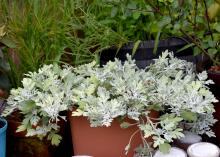 Artemisia Quicksilver makes a nice container plant with shoots that spill over the edges. (Photo by MSU Extension Service/Gary Bachman)