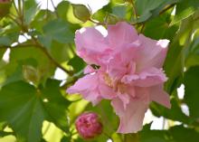 Confederate Rose is an old-fashioned heirloom plant that is actually a hibiscus, not a rose. (Photo by MSU Extension/Gary Bachman)