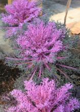 Peacock Red kale lives up to its namesake, with foliage in shades of rose-red centers with green outer leaves. (Photo by MSU Extension/Gary Bachman)