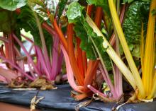 Bright Lights Swiss chard is a cool-season plant that does double duty as a beautiful landscape attraction that is edible and tasty. (Photo by MSU Extension/Gary Bachman)