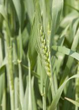 Some producers of winter wheat, such as this wheat grown during the 2013-2014 season at the Mississippi State University R.R. Foil Plant Science Research Center, are eligible for a Supplemental Coverage Option in addition to their crop insurance policies. (File Photo by MSU Ag Communications/Kat Lawrence)