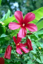 The small bright red flowers of the Turk's Cap hibiscus (Malvaviscus arboreus) make it one of our best hummingbird plants.