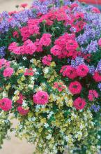 Bodger Botancials, a division of Bodger Seed, is introducing the Trumpet petunias .. The petunias with wavy margins are sure to be a hit in gardens and baskets alike. 