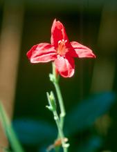 Ruellia elegans is a newer variety, which is a unique ruellia because of its bright-red flowers. It only gets around 12 inches tall and produces five-petaled flowers on long stems. This one gets better with age; as the clump spreads and matures, you get more flowers.