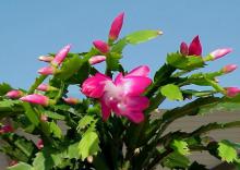 Christmas cactus