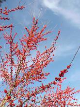 For some of the best winter color, plant possum haw hollies for literally thousands of berries. They are easy to grow and have very few pests.