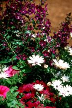 The tall Angel Face angelonia combines wonderfully with other flowers like these purple ageratums and white osteospermum.