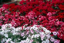 Amazon Rose Magic and Amazon Cherry display rich and vibrant colors in this bed at the Truck Crops Branch Experiment Station near Crystal Springs. Here, they are combined with Tidal Wave Silver petunia.