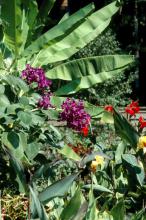 The Princess Flower is native to Brazil and produces flowers of exceptional beauty. This tropical can be grown in the landscape as an annual or as a container plant on the porch, patio or deck. Here it looks beautiful in bloom in front of bananas.