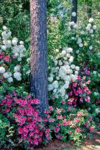 Try planting the snowball viburnum behind or in conjunction with azaleas. It performs best in the same moist but well-drained shady environment that azaleas prefer, and it makes an incredible companion plant, usually blooming in sequence with Southern Indica azaleas.