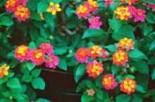 Hummingbirds love to feast on the nectar of two Mississippi Medallion award winners, the yellow shrimp plant (Pachystachys lutea) and Sonset lantana.