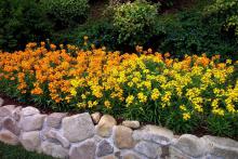 Plant Citrona Orange and Yellow in large masses for spectacular cool-season displays.