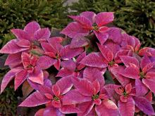 This lilac painted poinsettia can add to your Christmas decorations, then with some extra care, can still look good for Easter. Try it with some pink eggs underneath or surrounding white Easter lilies.