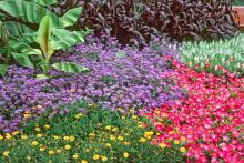 The cool blue color of the ageratum allows it to be partnered in dramatic fashion with several other flowers. Thanks to new breeding, there are now tough varieties we can count on for just about the entire growing season.